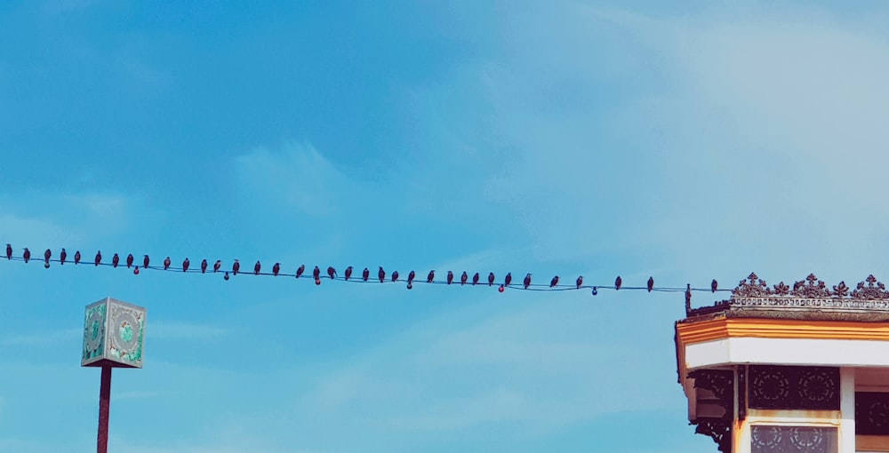 Vogelschwarm auf Draht