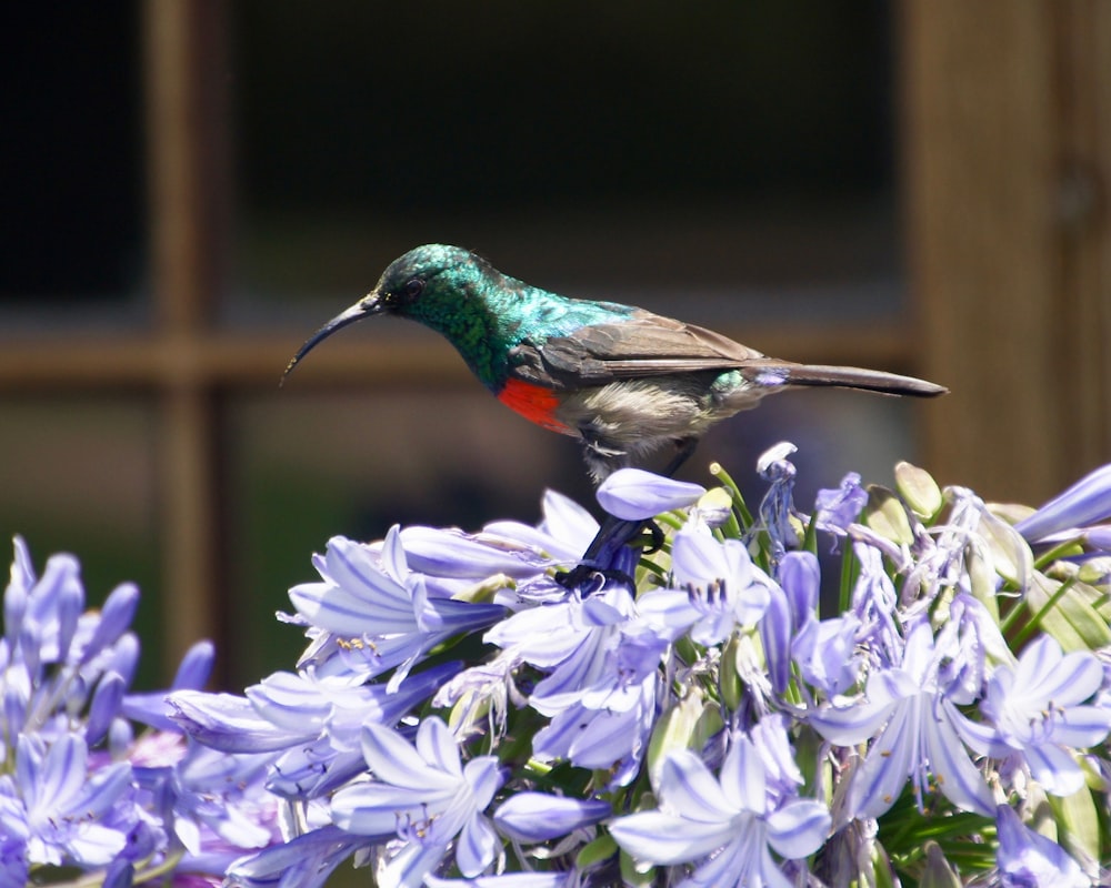 green and gray bird perching on flowers during daytime