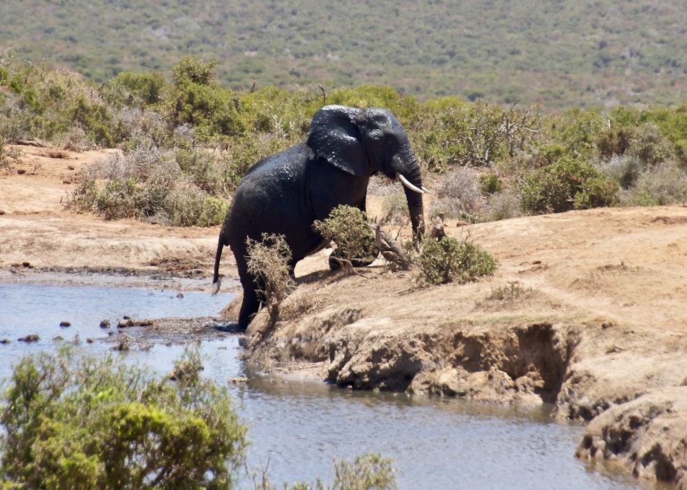 an elephant climbing up the ground from a body of water