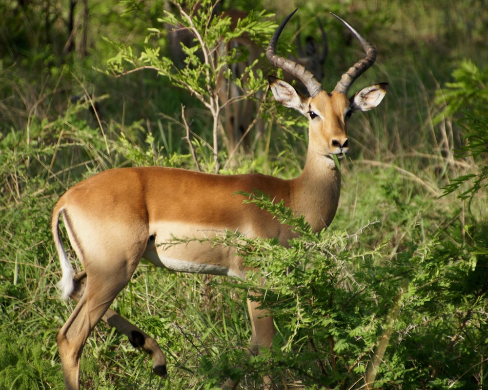 Antilope brune mangeant de l’herbe