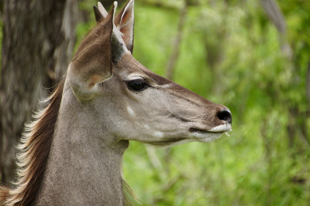 closeup photography of gray and brown animal