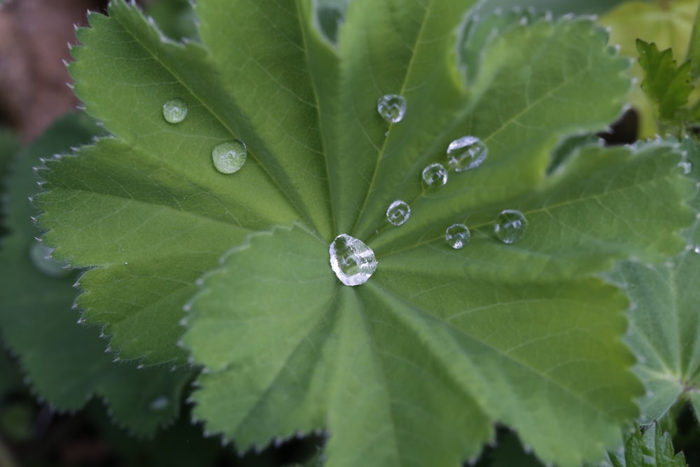 green leaves