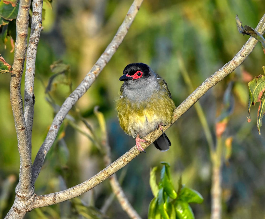 Wildlife photo spot Casuarina NSW Cape Byron