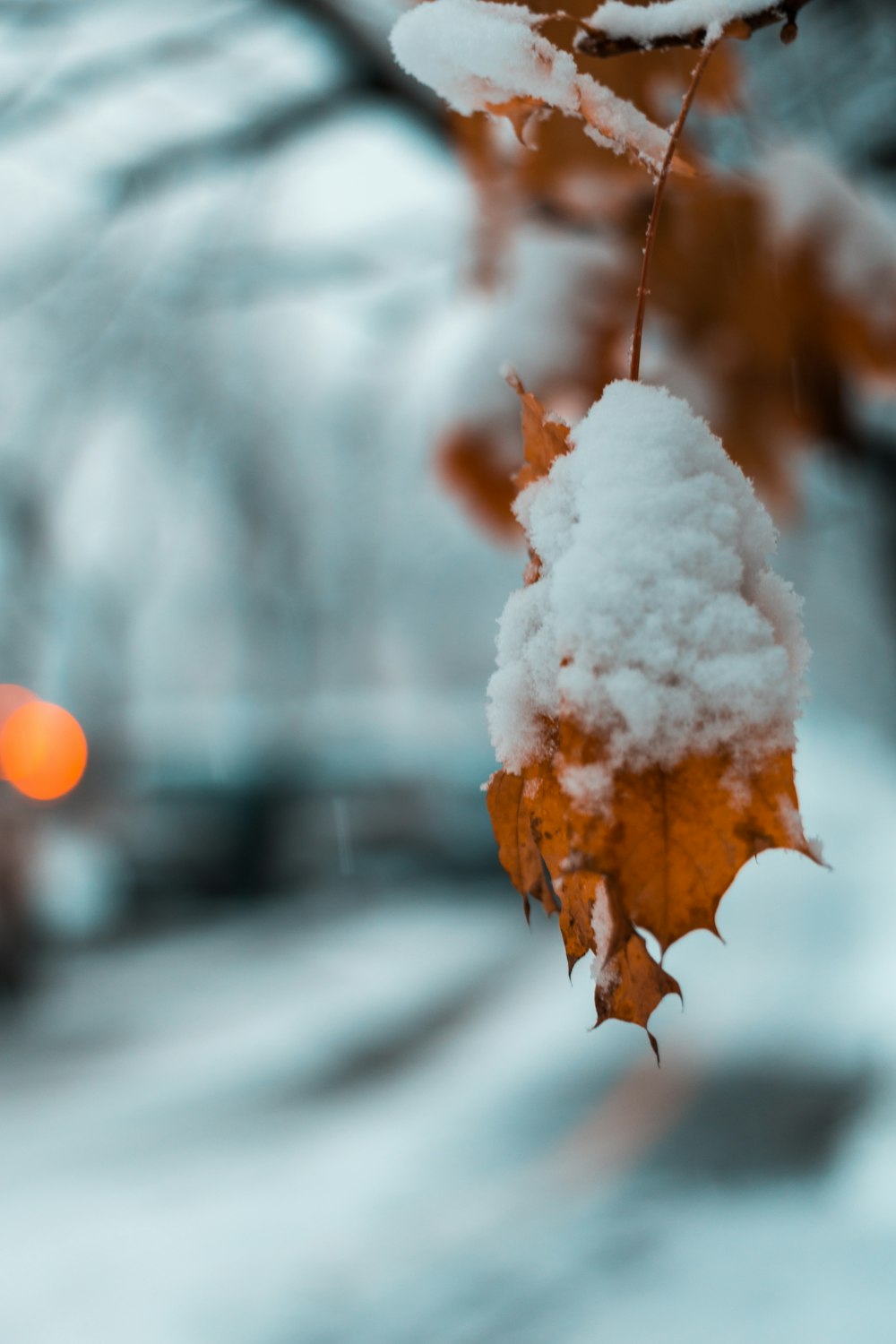 shallow focus photo of snow covered brown leaves