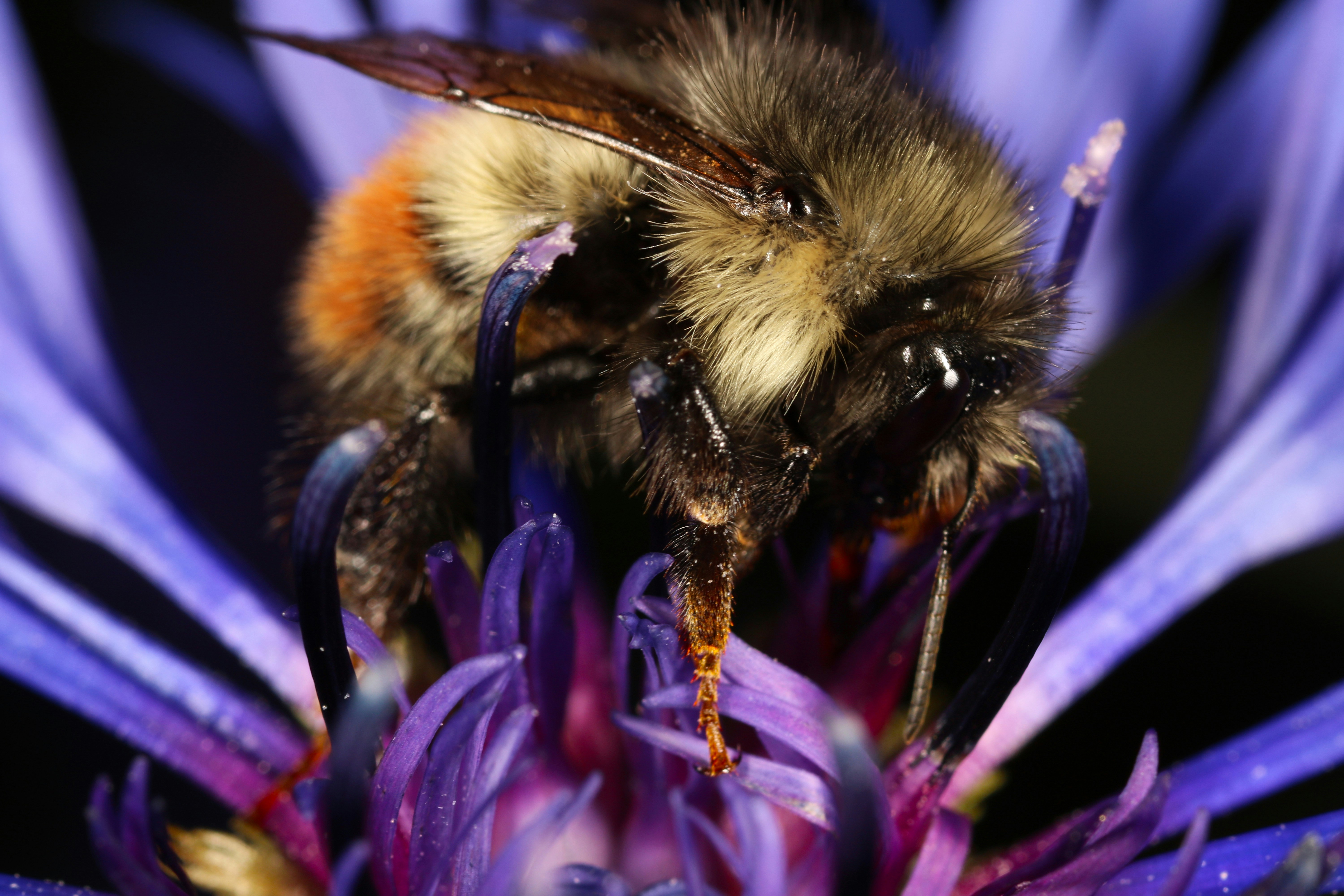Photo by jamie_macro