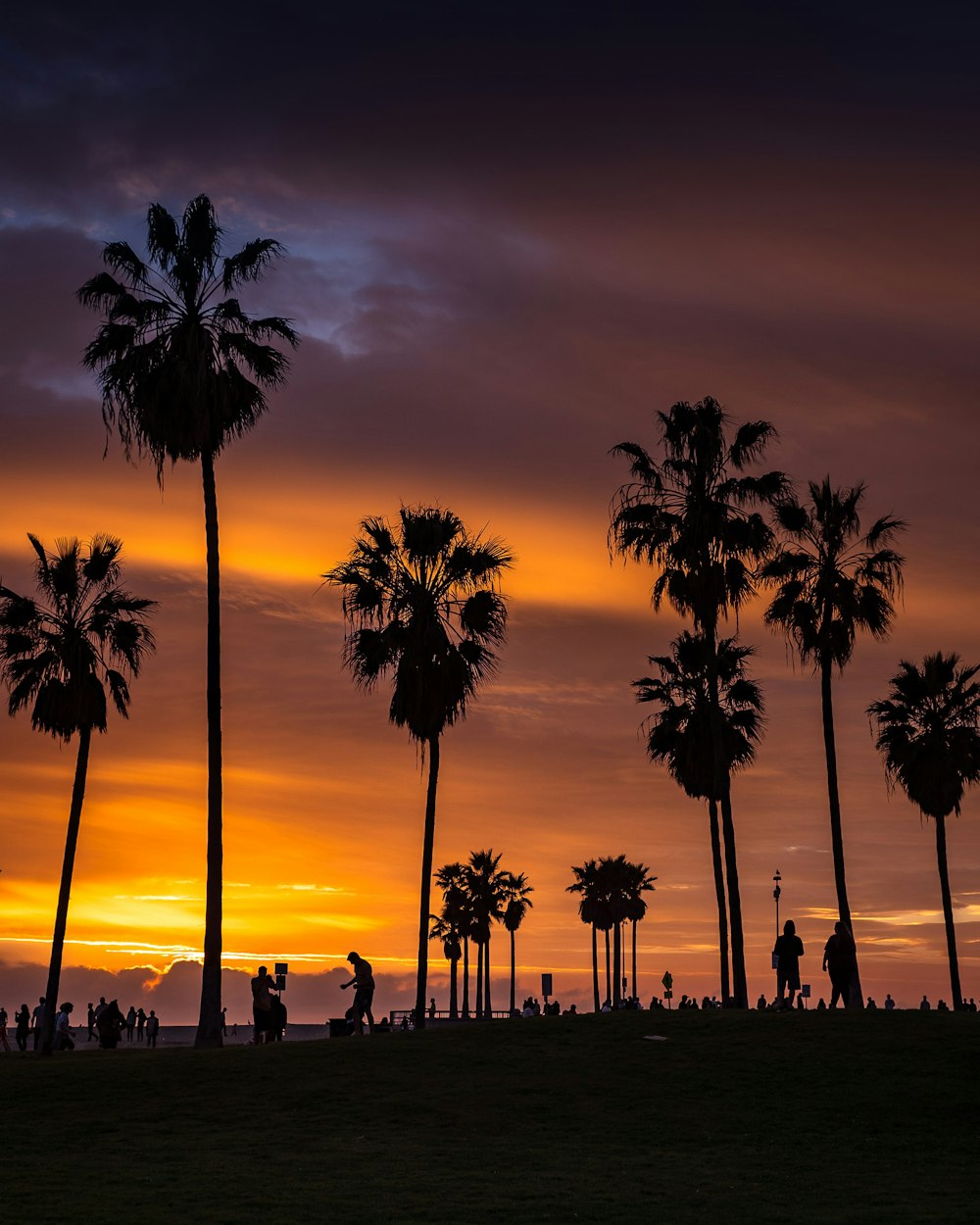 silhouette photography of palm trees