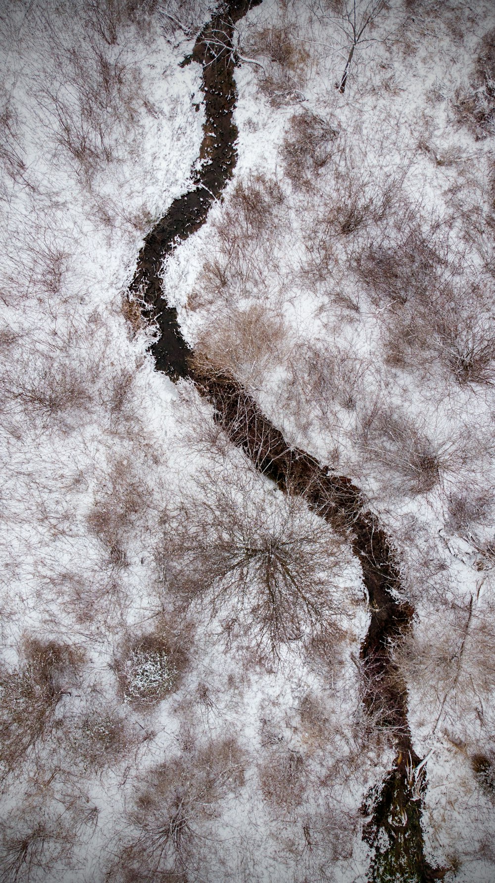 brown grass field