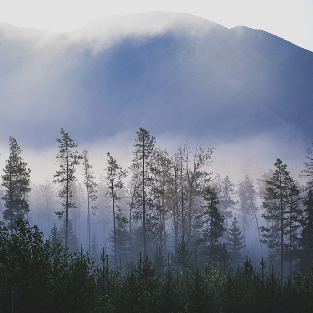 green trees during daytime