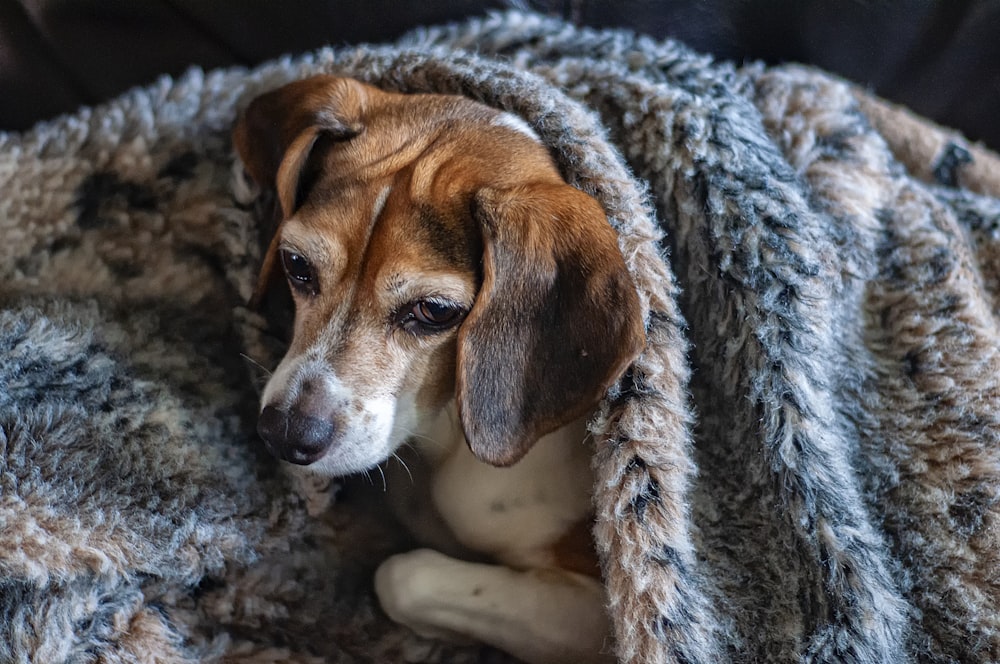 Beagle unter Bettdecke