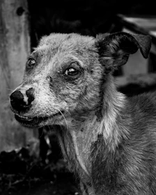 Before and after photos showing a rescued dog’s transformation from neglected to vibrant and healthy.