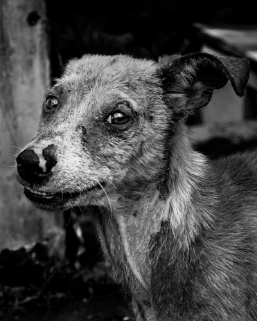 Before and after photos side by side showing a neglected dog transformed through care and love.
