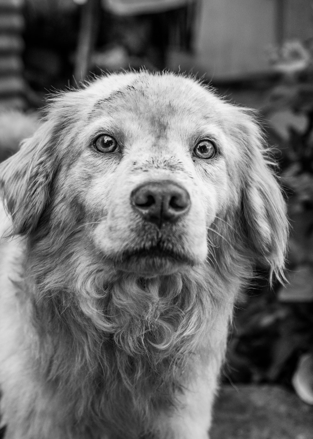 adult long-coated dog