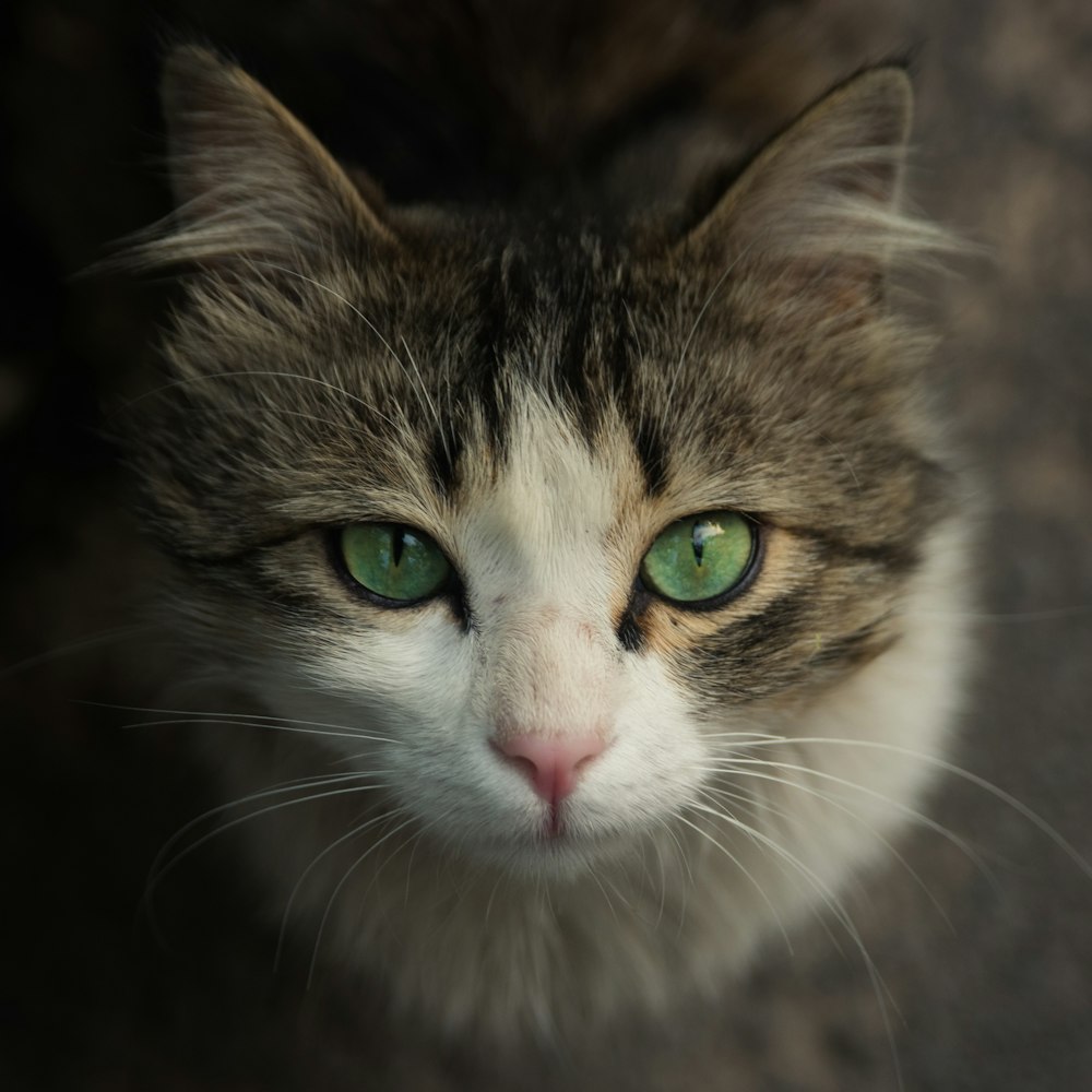 portrait of a cat with green eyes