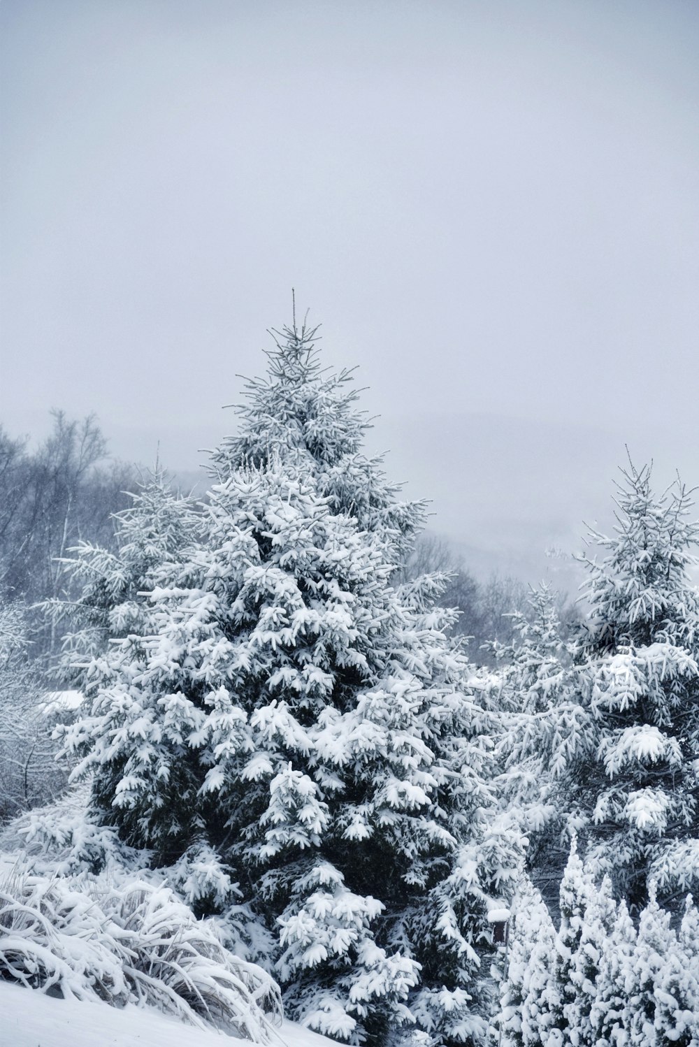 松の木の氷に覆われた風景