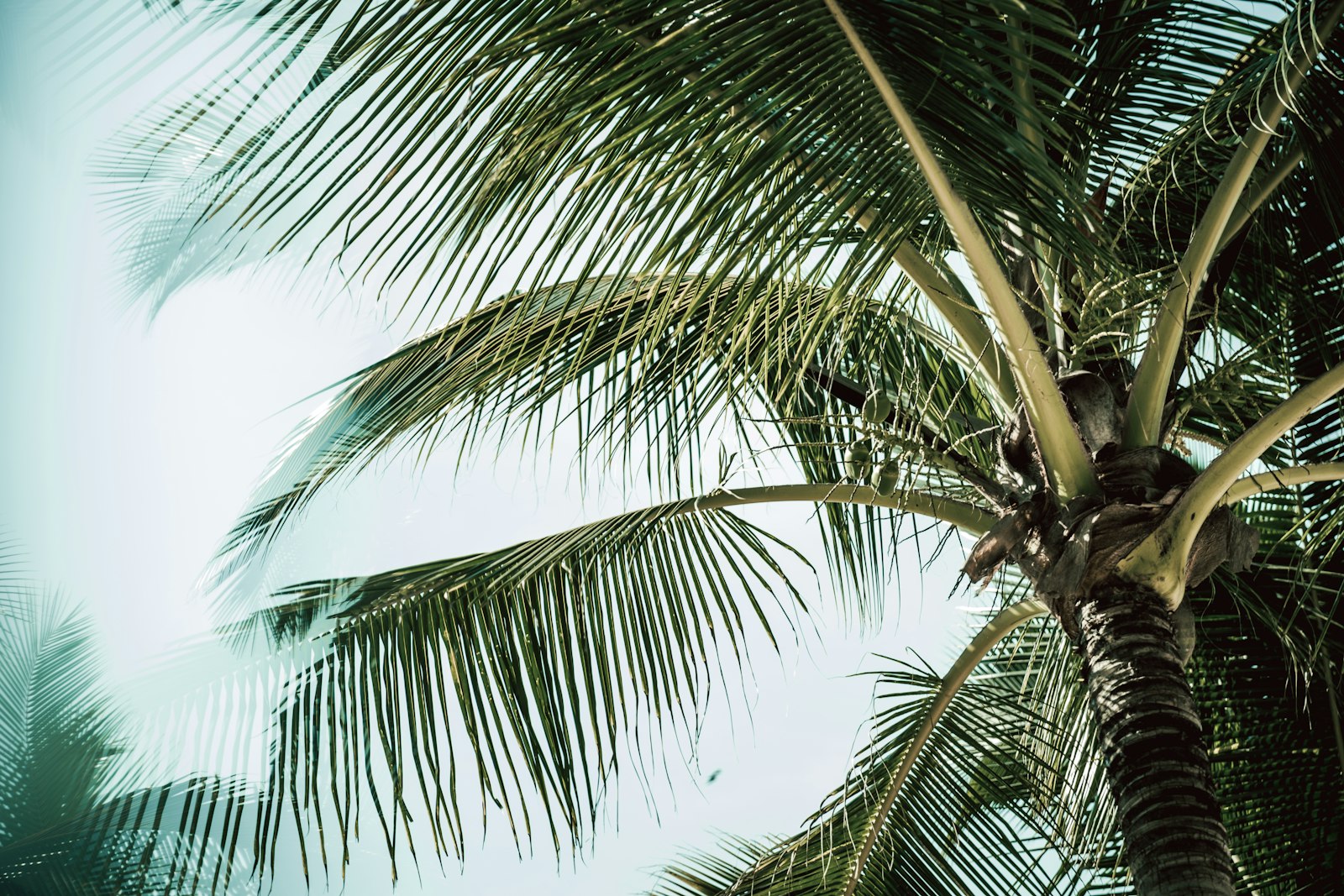 Panasonic Lumix DC-S1 sample photo. Green palm tree photography