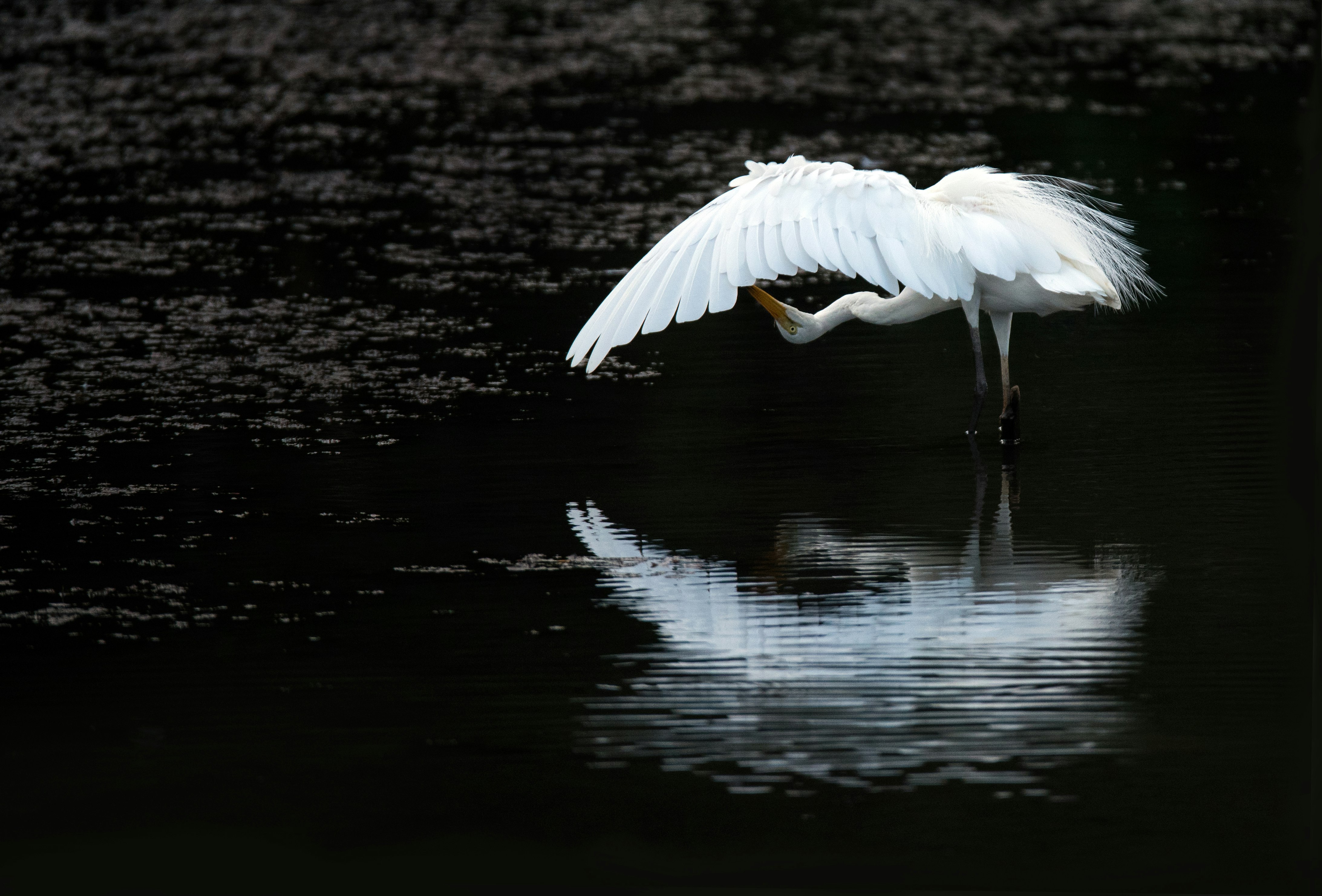 swan on lake