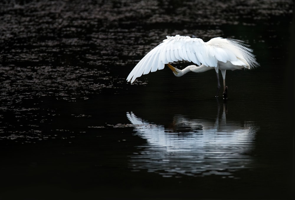 swan on lake