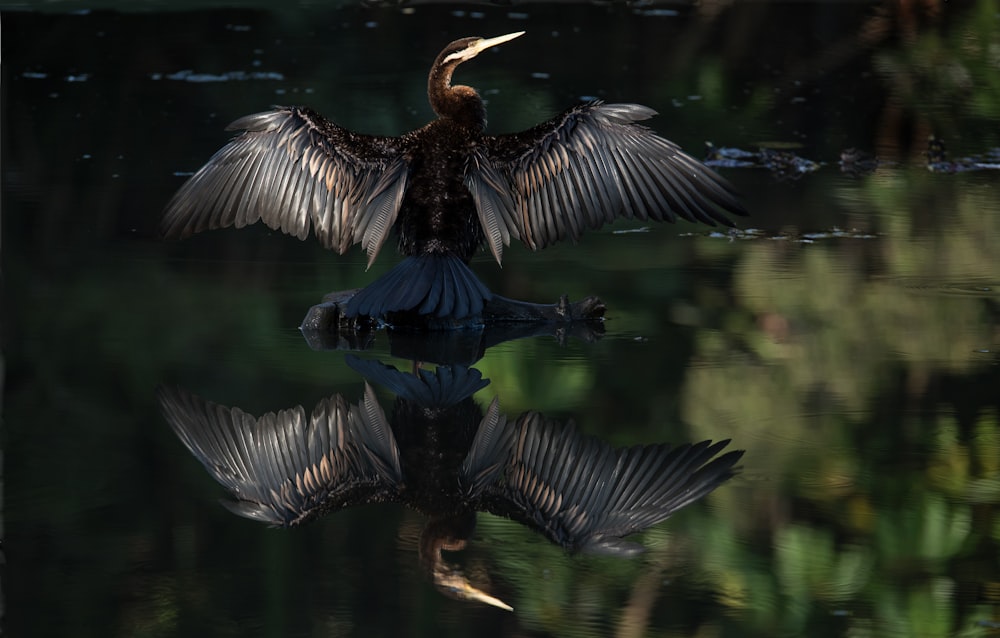 oiseau à poil noir