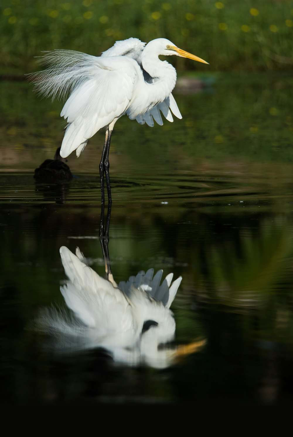 white egret