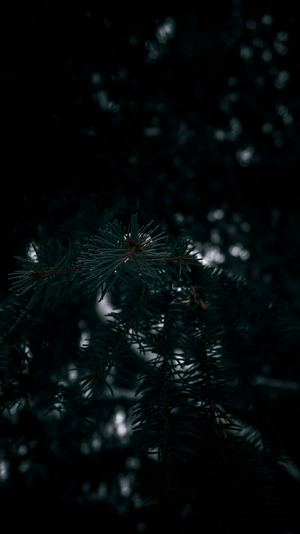 pine tree