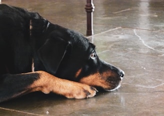 A black and brown dog is lying on the ground with its head resting on its paw. The floor is made of a polished stone material with visible lines and textures. A wooden leg of a table is partially visible in the background.