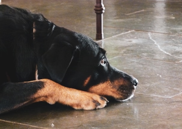 A black and brown dog is lying on the ground with its head resting on its paw. The floor is made of a polished stone material with visible lines and textures. A wooden leg of a table is partially visible in the background.