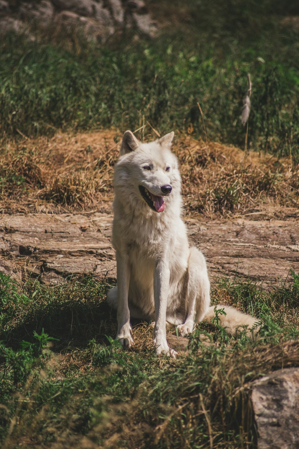 selective focus photography of white dog