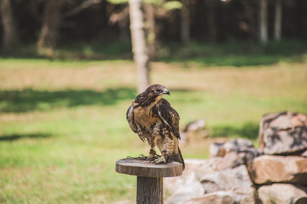 selective focus photography of brown hawk during daytime