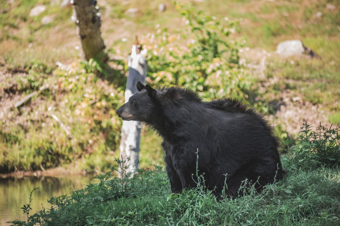 black Polar bear walking on grass field