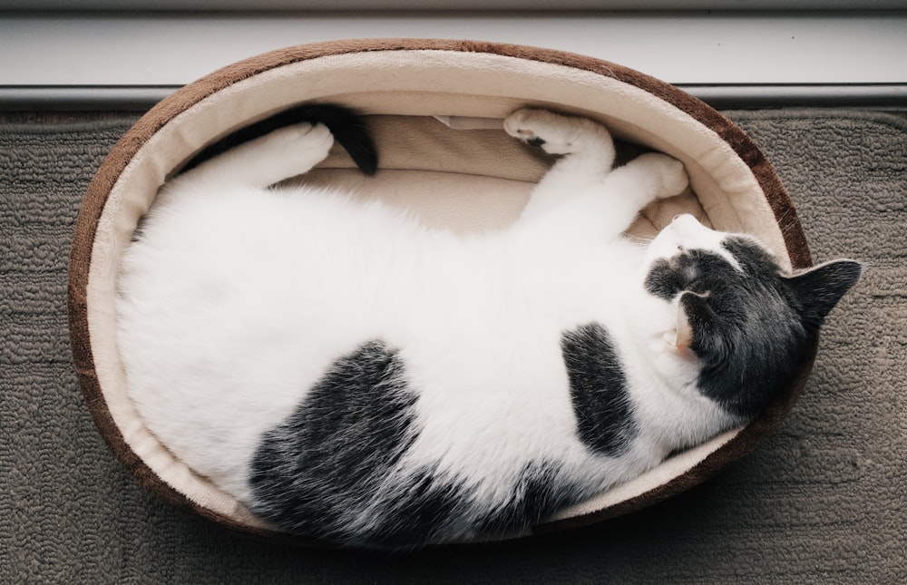 white and black coated cat laying on beige pet bed