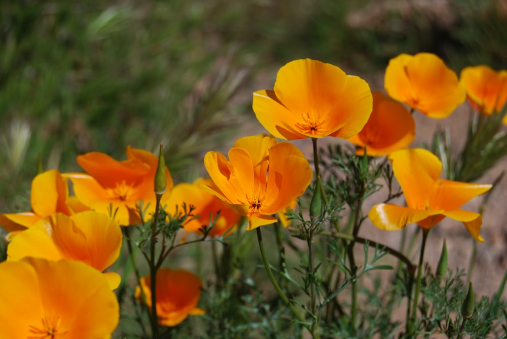 macro photography of yellow flowers