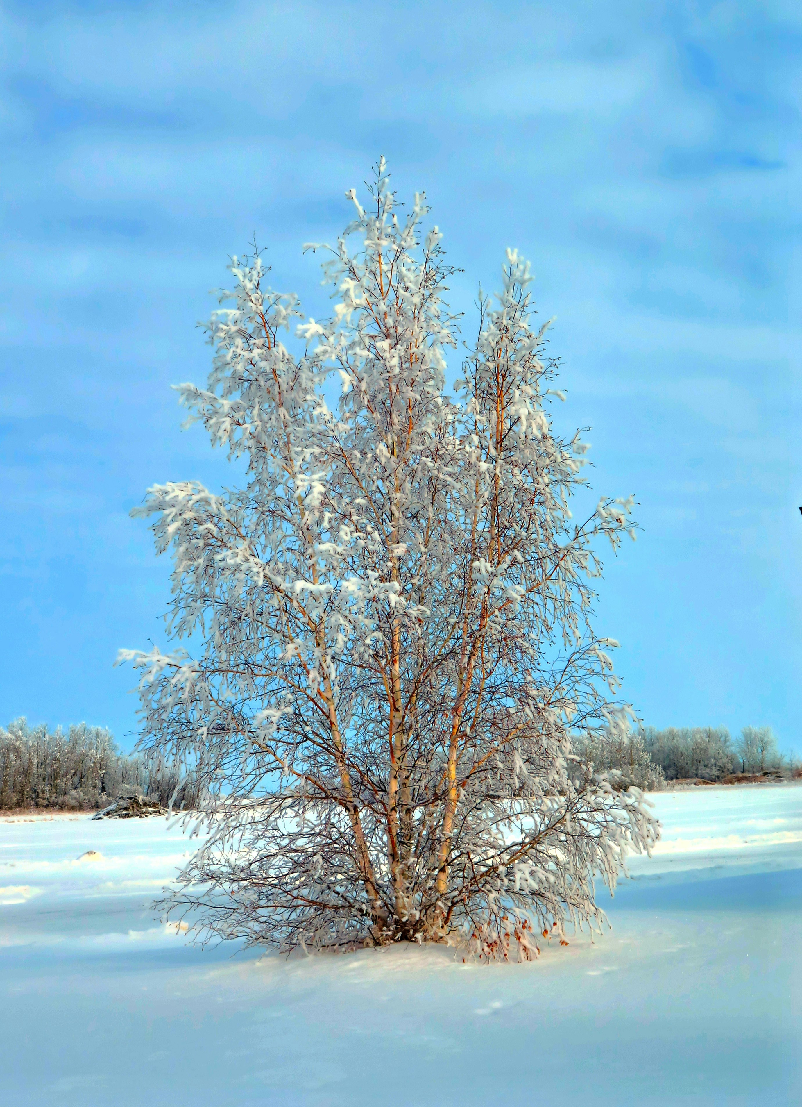 bare tree covered on ice