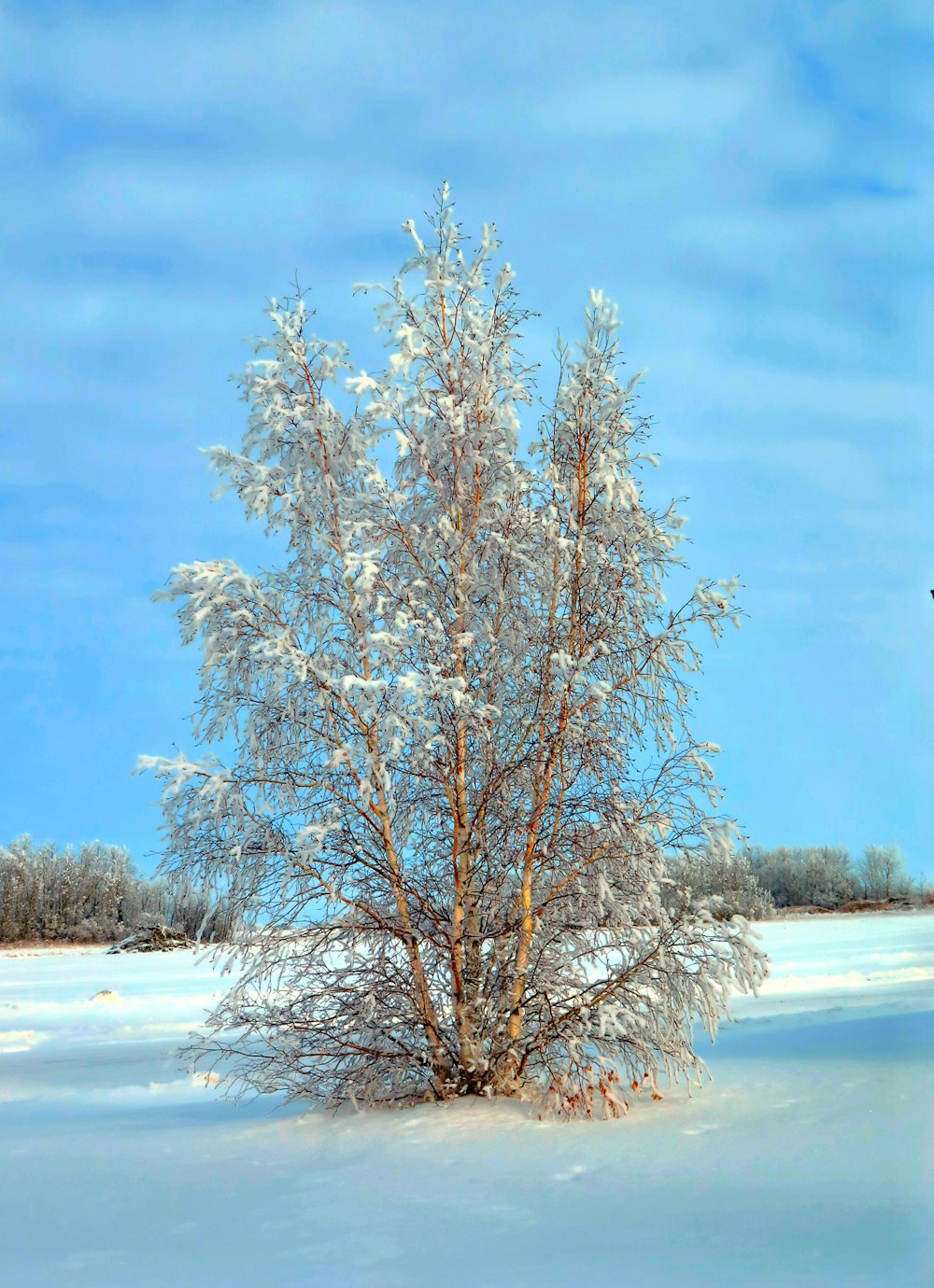 bare tree covered on ice