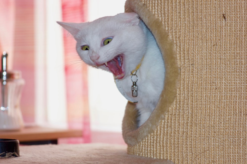 white cat in pet cave