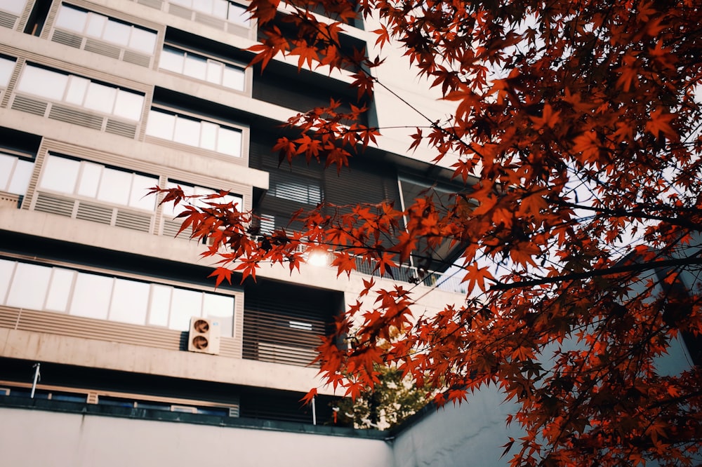 Árbol de arce cerca del edificio