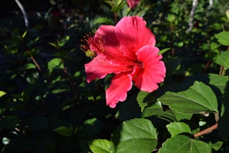 Vibrant hibiscus roselle flowers blooming under the Kenyan sun.