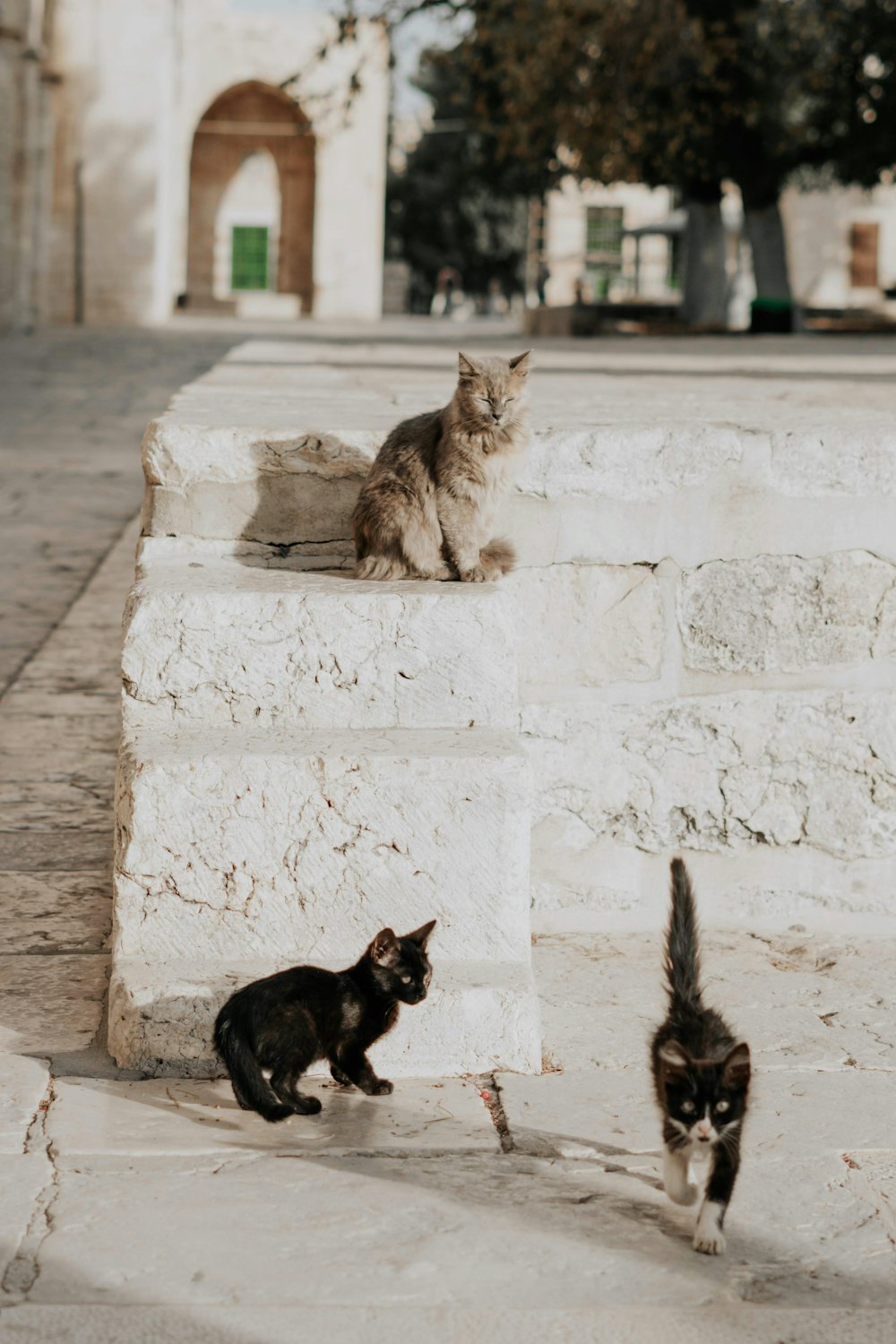 three black cars