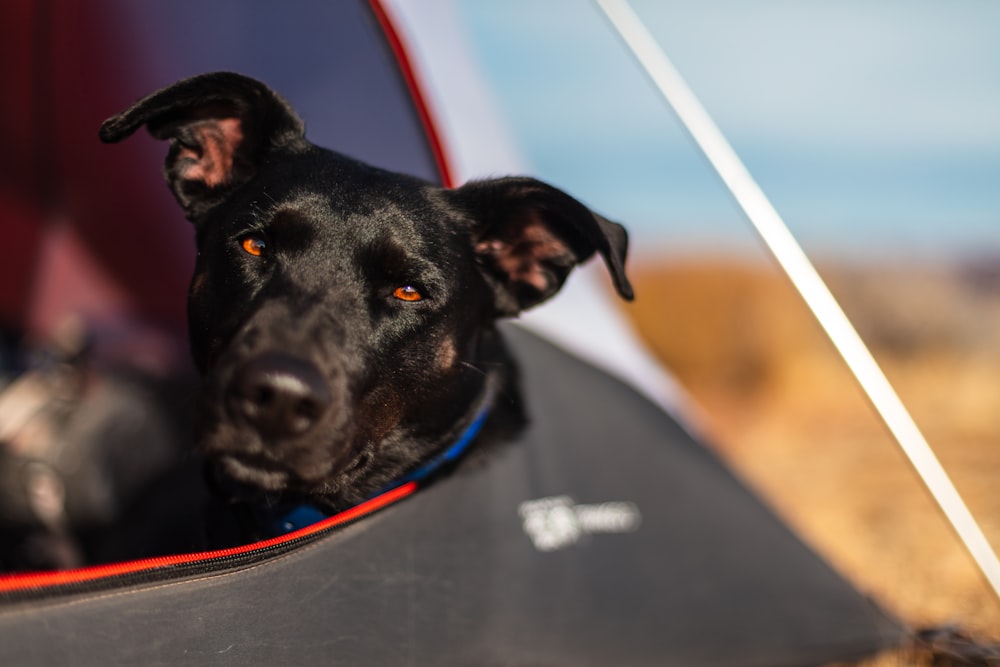 black dog in dome tent