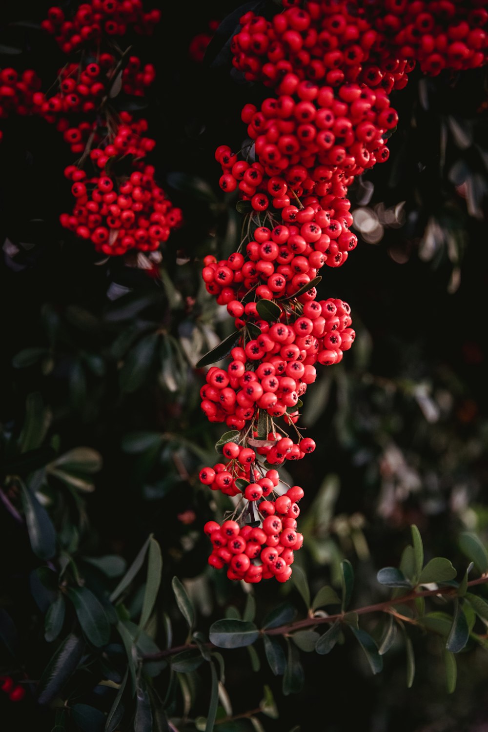 round red fruits