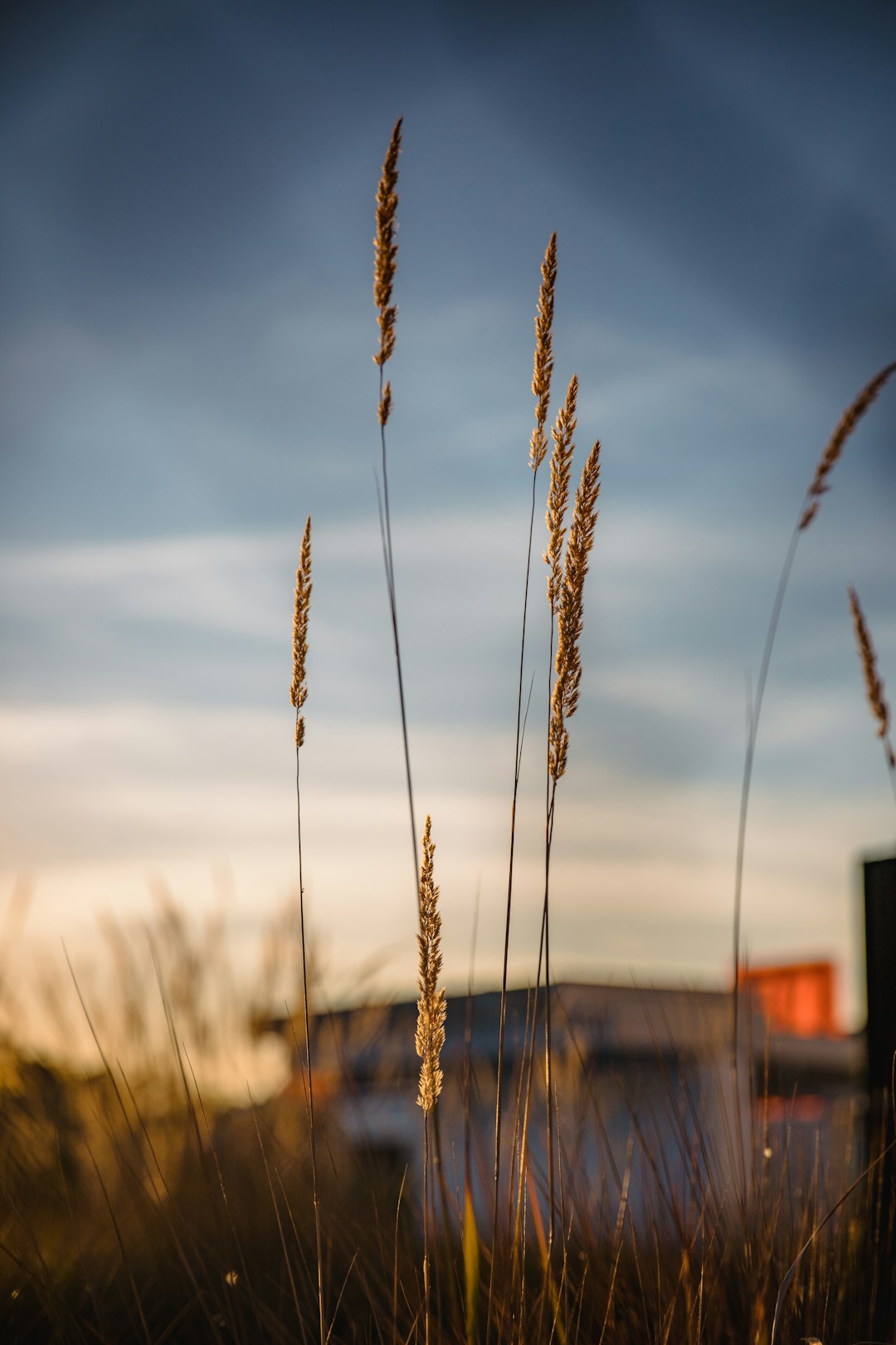 wheat field