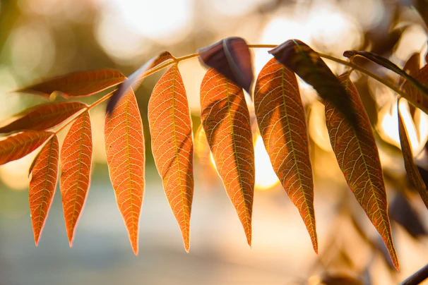 Elegant close-up of autumn leaves with soft golden light, setting a warm and intimate mood.