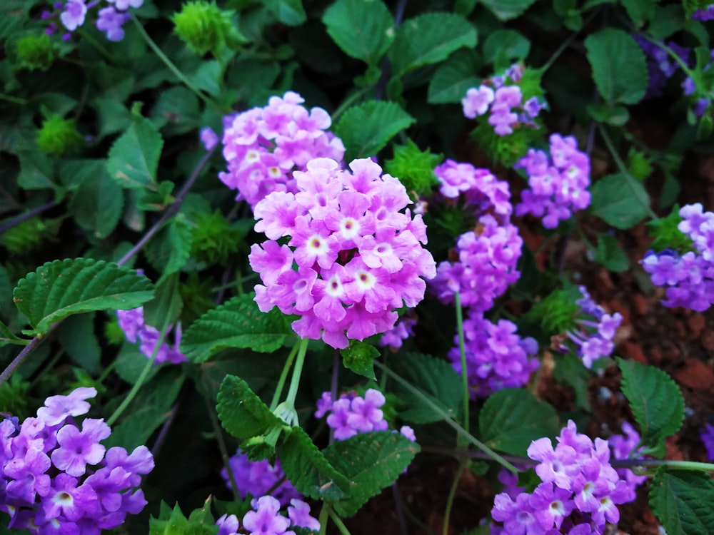 purple flowers