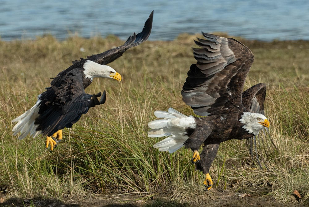 two brown and gray American bald eagles on grass field