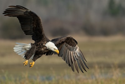 bald eagle above brown frield eagle google meet background