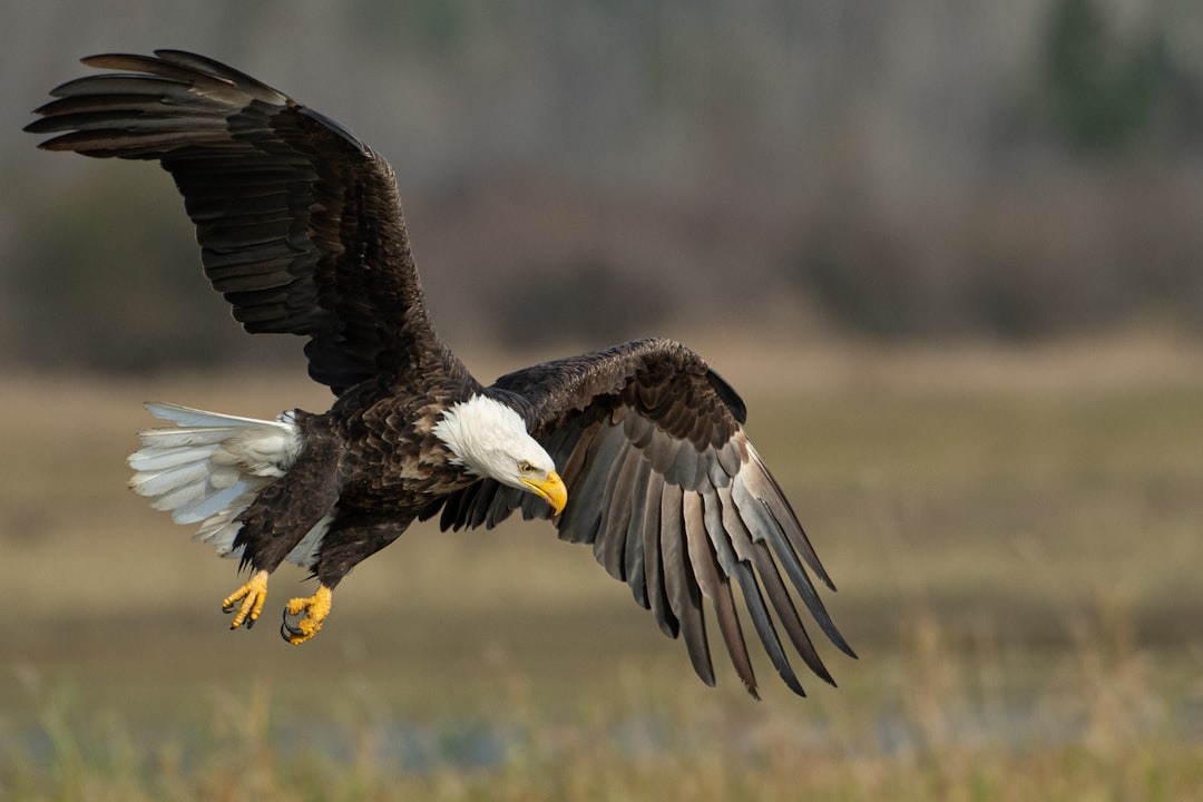 bald eagle above brown frield,