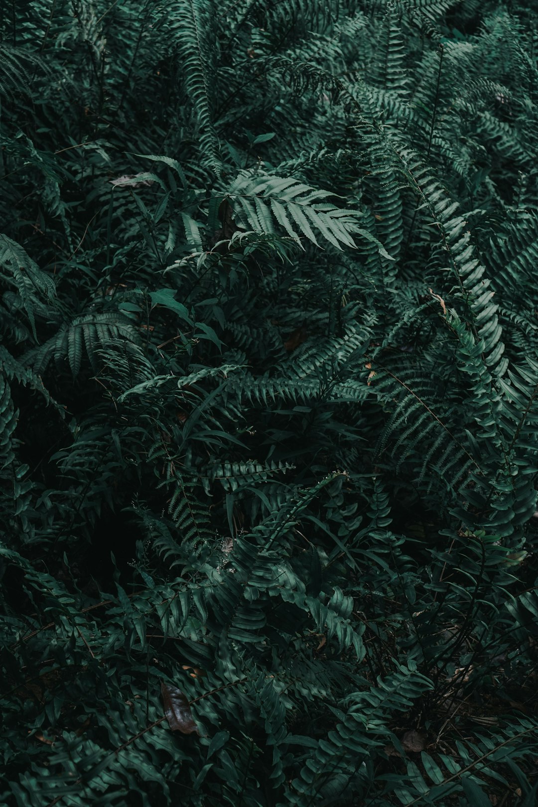 Forest photo spot Bogor Bogor Botanical Gardens