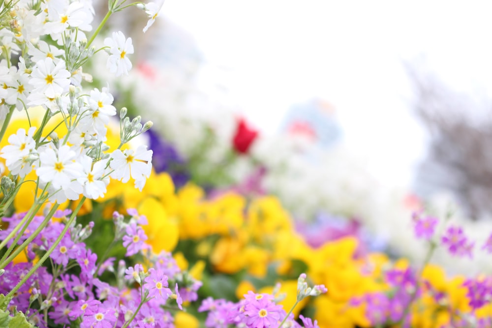 multicolored flowers in bloom