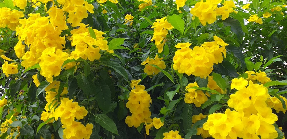 yellow flowers