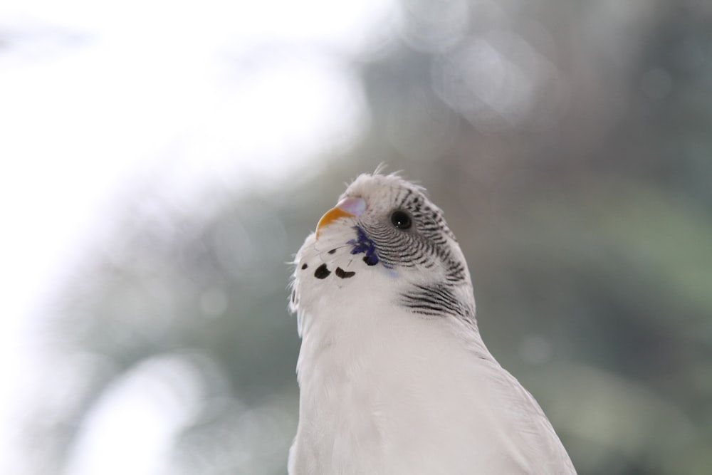 white budgerigar