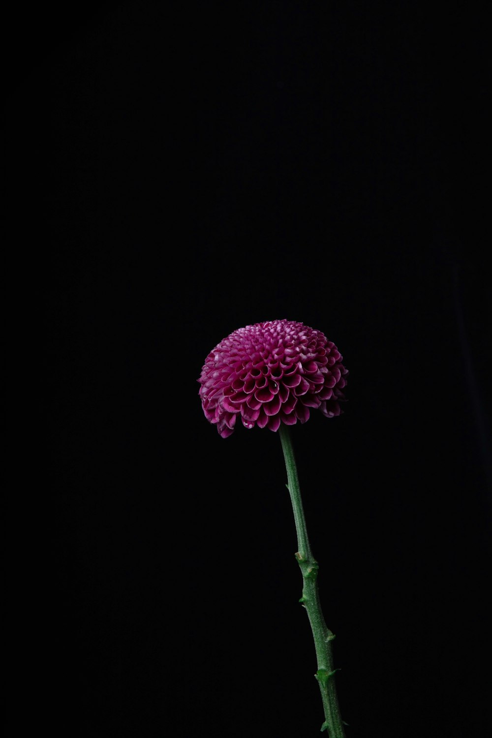 pink dahlia